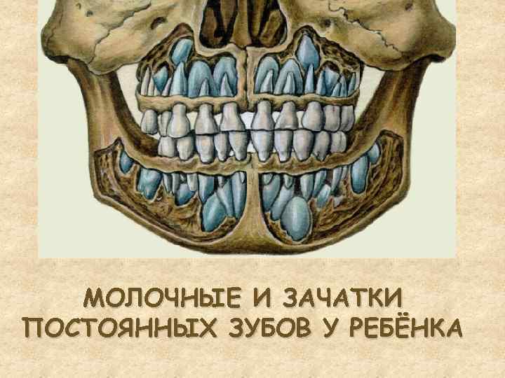smena-molochnyx-zubov